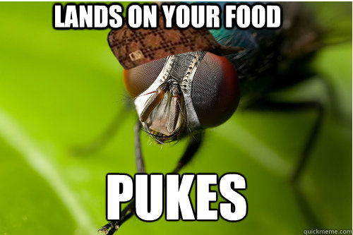 Lands on your food pukes - Lands on your food pukes  Scumbag Fly