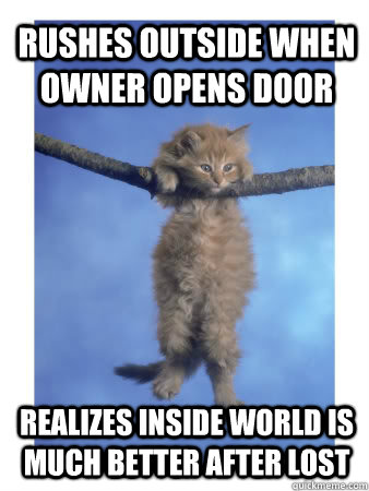 rushes outside when owner opens door realizes inside world is much better after lost  Hang In There Kitty