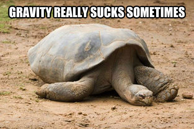 GRAVITY REALLY SUCKS SOMETIMES   Depression Turtle