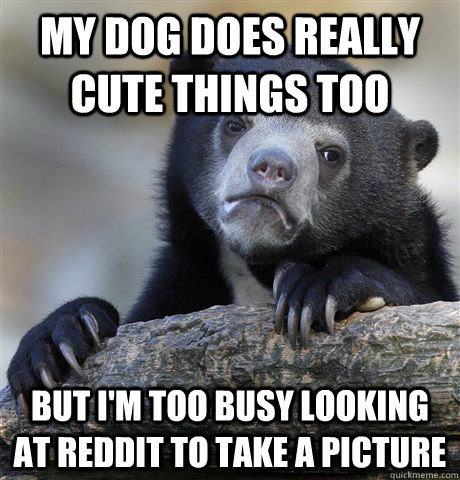 my dog does really cute things too But i'm too busy looking at reddit to take a picture  Confession Bear