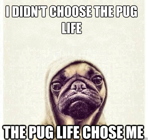 I didn't choose the pug life The pug life chose me  Pug Life