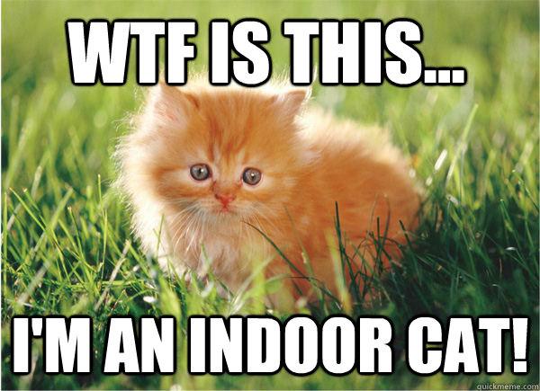 WTF is this... I'm an INDOOR cat!  cute cat meme lolcat