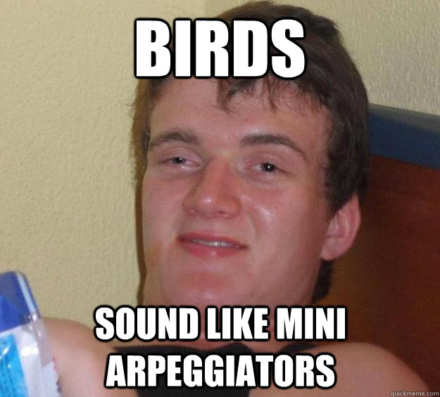 Birds sound like mini arpeggiators  10 Guy