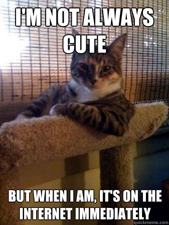 I'm not always cute but when I am, it's on the internet immediately  The Most Interesting Cat in the World