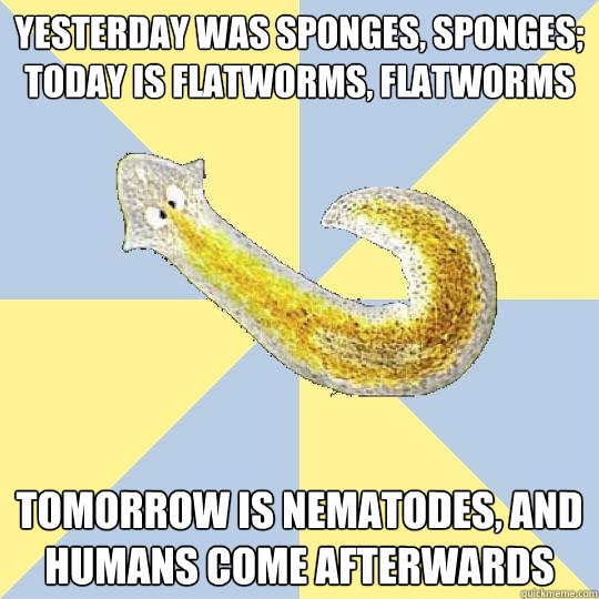 Yesterday was Sponges, Sponges; Today is Flatworms, Flatworms Tomorrow is Nematodes, and Humans come afterwards - Yesterday was Sponges, Sponges; Today is Flatworms, Flatworms Tomorrow is Nematodes, and Humans come afterwards  Bio Major Planarian