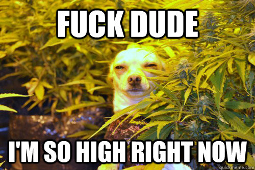 Fuck dude I'm so high right now  