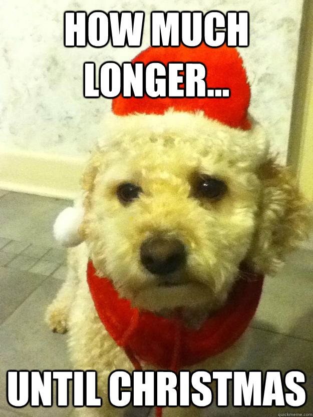 How much longer... until christmas Molly Dog quickmeme