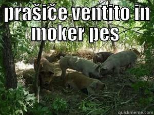  PRAŠIČE VENTITO IN MOKER PES  Misc