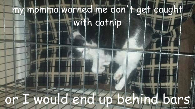 my momma warned me don't get caught with catnip or I would end up behind bars - my momma warned me don't get caught with catnip or I would end up behind bars  Boots in a cage