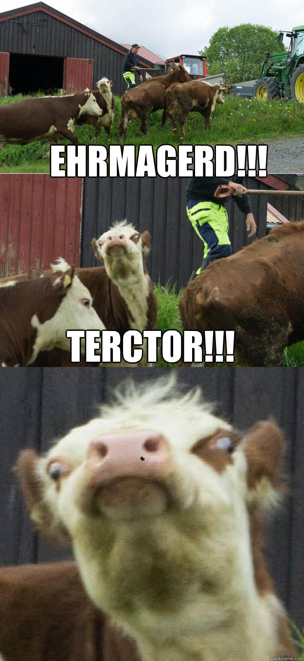 EHRMAGERD!!! TERCTOR!!! - EHRMAGERD!!! TERCTOR!!!  Derp Cow