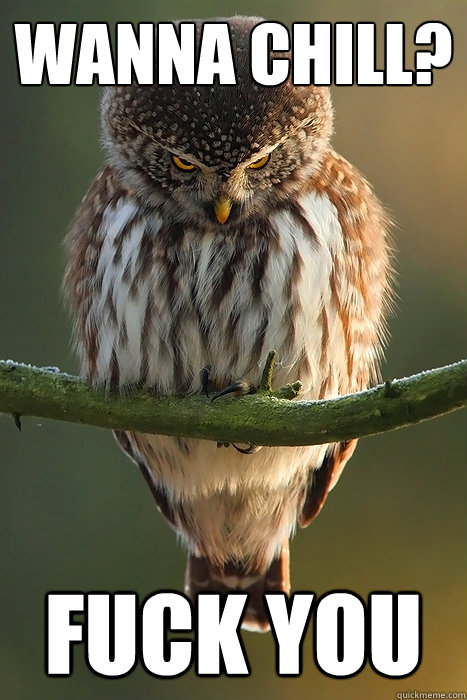 wanna chill? fuck you  Fuck-Off Owl