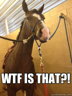 WTF IS THAT?!  SURPRISED HORSE