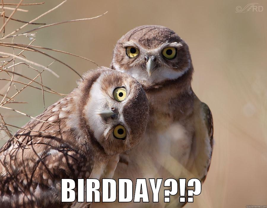  BIRDDAY?!? Misc
