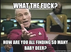 What the fuck? How are you all finding so many baby deer?  Annoyed picard about shitty watercolor and karmanaut