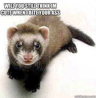 will you still think Im cute when I bite your ass  Logical Fallacy Ferret