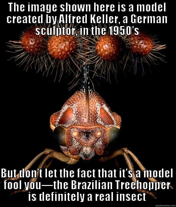 Brazilian Treehopper - THE IMAGE SHOWN HERE IS A MODEL CREATED BY ALFRED KELLER, A GERMAN SCULPTOR, IN THE 1950′S  BUT DON’T LET THE FACT THAT IT’S A MODEL FOOL YOU—THE BRAZILIAN TREEHOPPER IS DEFINITELY A REAL INSECT Misc