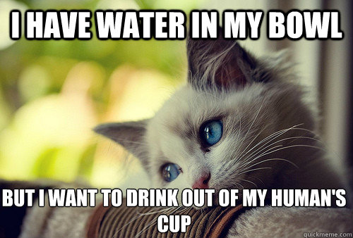 I have water in my bowl but i want to drink out of my human's cup  First World Problems Cat