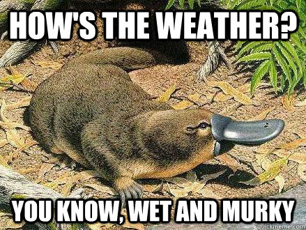 How's the weather? You know, wet and murky - How's the weather? You know, wet and murky  Platitudinous Platypus