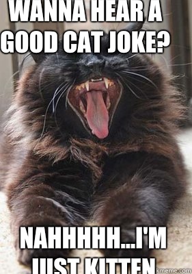 Wanna hear a good cat joke? Nahhhhh...I'm just kitten  