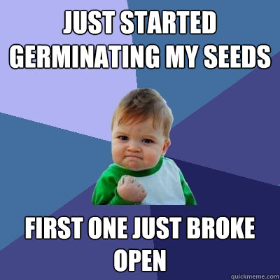 Just started germinating my seeds First one just broke open - Just started germinating my seeds First one just broke open  Success Kid