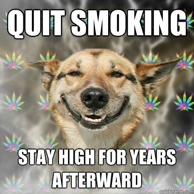 quit smoking stay high for years afterward - quit smoking stay high for years afterward  Stoner Dog