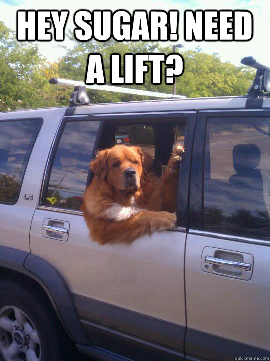 Hey sugar! need a lift?   Womans Best Friend Dog