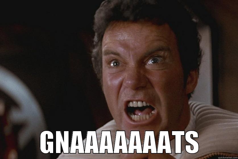 the wrath of gnats -   GNAAAAAAATS Misc