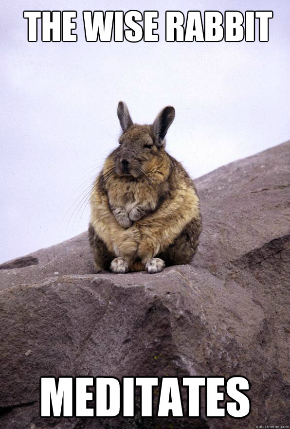  The Wise Rabbit Meditates  Wise Wondering Viscacha