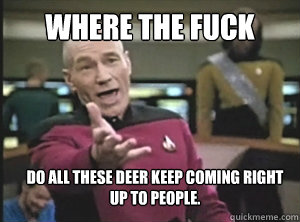 Where the fuck do all these deer keep coming right up to people.  Annoyed Picard
