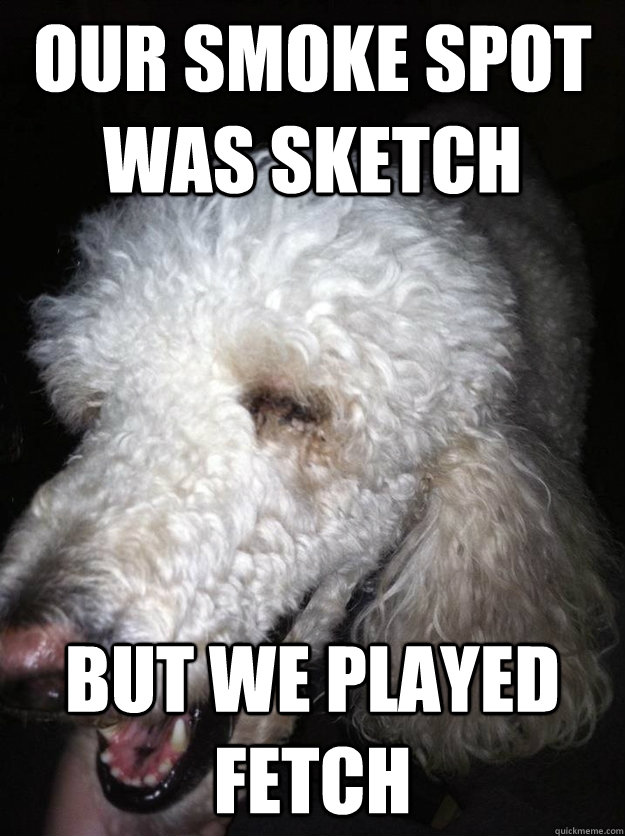 our smoke spot was sketch but we played fetch - our smoke spot was sketch but we played fetch  Pleased Pothead Poodle