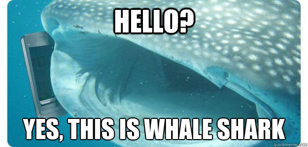 HELLO? YES, THIS IS WHALE SHARK  WHALESHARK