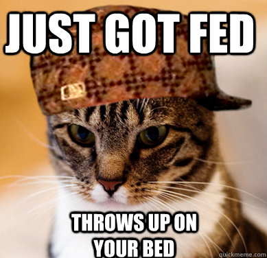 Just got fed throws up on your bed  Scumbag Cat