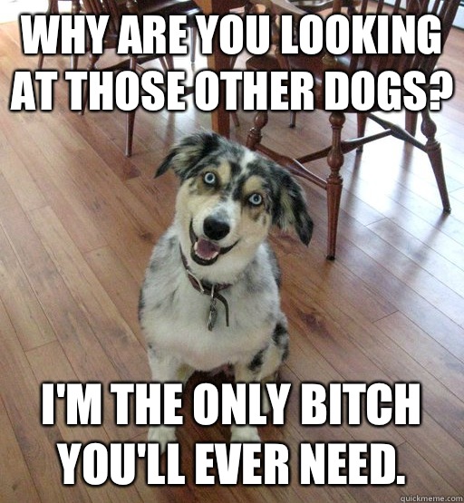 Why are you looking at those other dogs? I'm the only bitch you'll ever need. - Why are you looking at those other dogs? I'm the only bitch you'll ever need.  Overly Attached Dog