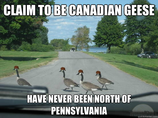 claim to be Canadian Geese have Never been north of pennsylvania  Scumbag Geese
