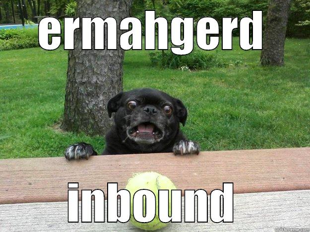 pup contemplates inbooooooound - ERMAHGERD INBOUND Berks Dog