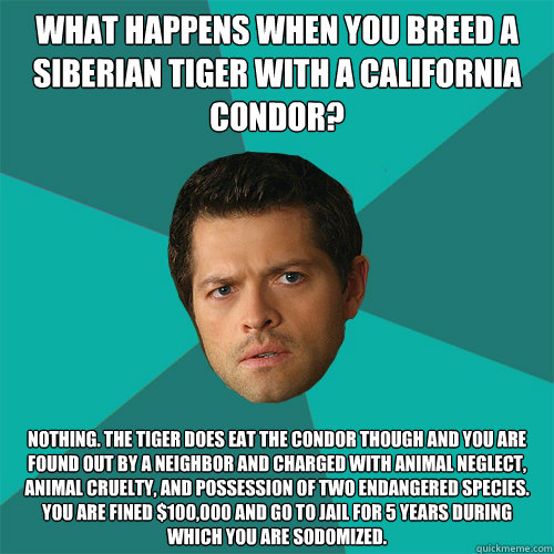 What happens when you breed a Siberian Tiger with a California Condor?  Nothing. The tiger does eat the condor though and you are found out by a neighbor and charged with animal neglect, animal cruelty, and possession of two endangered species. You are fi - What happens when you breed a Siberian Tiger with a California Condor?  Nothing. The tiger does eat the condor though and you are found out by a neighbor and charged with animal neglect, animal cruelty, and possession of two endangered species. You are fi  Anti-Joke Castiel