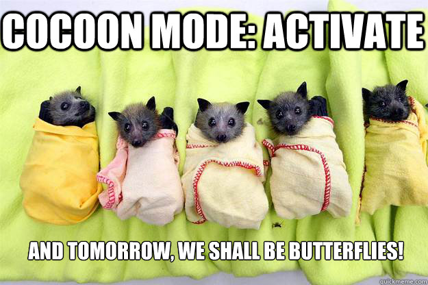 cocoon mode: activate And tomorrow, we shall be butterflies!  Butterflies