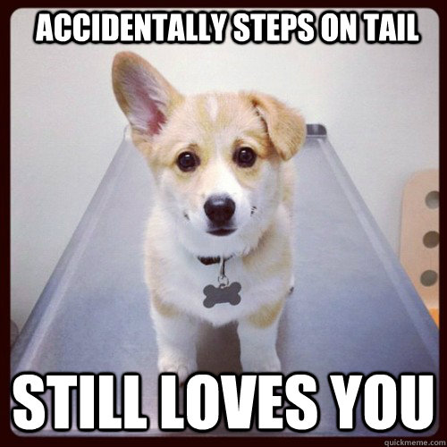 Accidentally steps on tail Still loves you  Good Guy Dog