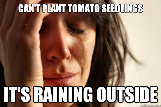 Can't plant tomato Seedlings it's raining Outside  First World Problems