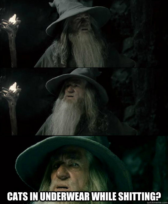  Cats in underwear while shitting?  Confused Gandalf