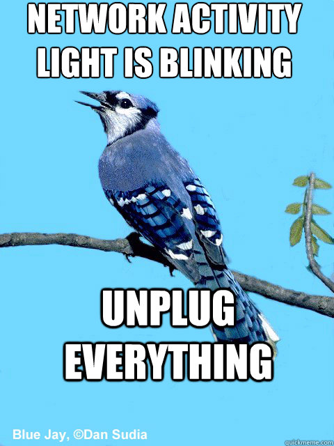 NETWORK ACTIVITY LIGHT IS BLINKING  UNPLUG EVERYTHING  Blue Team Bird