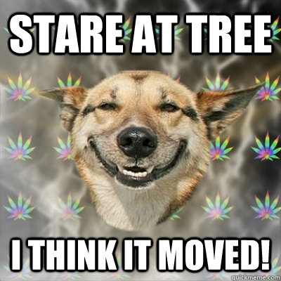 stare at tree i think it moved!  Stoner Dog
