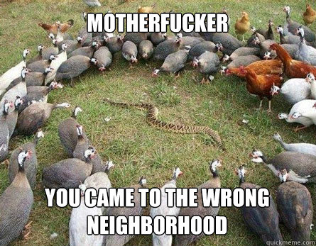 chicken snake memes | quickmeme