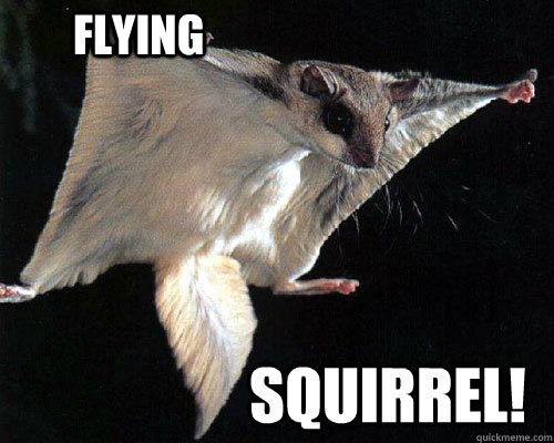           Flying squirrel!  