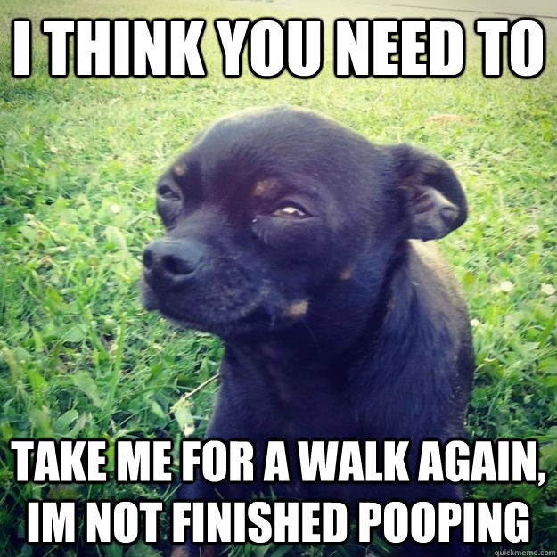 I think you need to take me for a walk again, im not finished pooping  Skeptical Dog