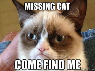 MISSING CAT COME FIND ME - MISSING CAT COME FIND ME  Tardar Sauce Grumpy Cat