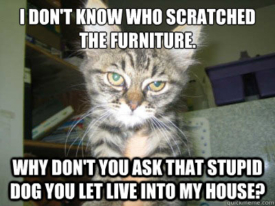 I don't know who scratched the furniture. Why don't you ask that stupid dog you let live into my house?  