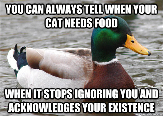 You can always tell when your cat needs food when it stops ignoring you and acknowledges your existence - You can always tell when your cat needs food when it stops ignoring you and acknowledges your existence  Actual Advice Mallard