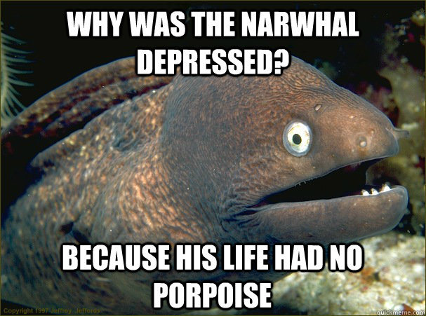 why was the narwhal depressed?  because his life had no porpoise  Bad Joke Eel
