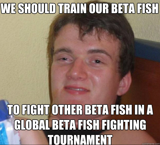we should train our beta fish to fight other beta fish in a global beta fish fighting tournament   10guy